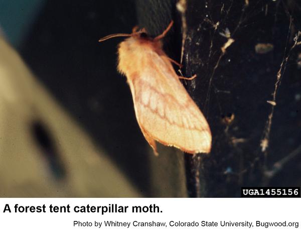 Forest tent caterpillar moth